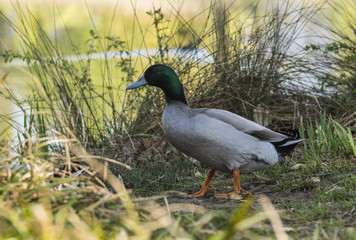 Canards et foulques - Lac Saint André - Savoie.
