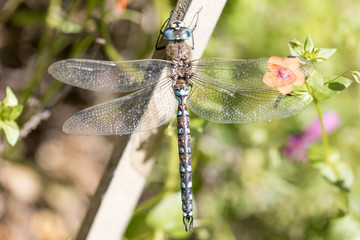 California Darner - Rhionaeshna californica, Male. Alameda County, California, USA.