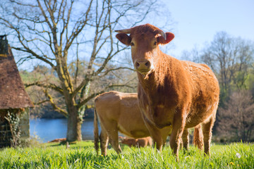 Limousin cows in landscape