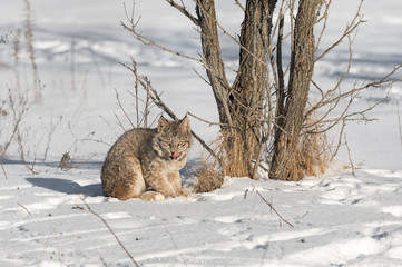 Canadian Lynx (Lynx canadensis) Licks Nose Next to Tree