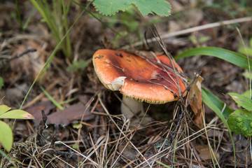 Red russule mushroom growing in a forest among grass (focus is on the edge)