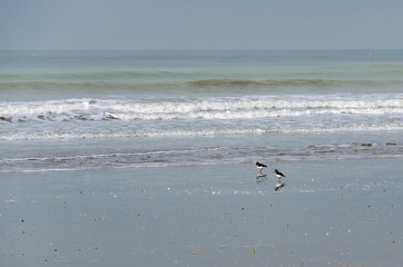 Birds on the beach