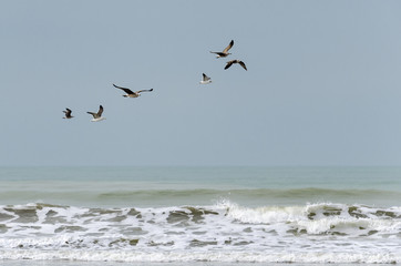 Birds on the beach