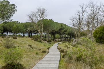 Doñana national park