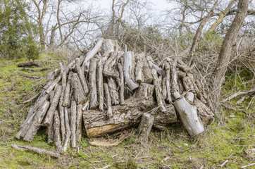 Logs of cut wood