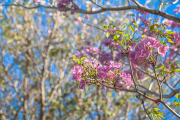 Pink Trumpet flower tree