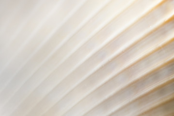 Fototapeta premium Natural texture. Natural background. Close-up part of seashell