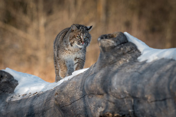 Bobcat (Lynx rufus) Walks Across Log