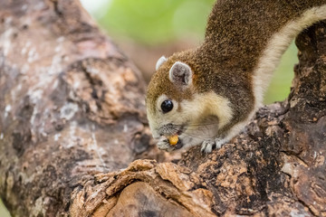 Brown squirrel on the tree inside the park