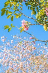 Pink Trumpet flower tree