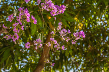 Pink Trumpet flower tree