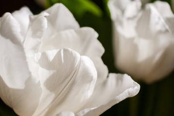 Natural background of white tulips close-up. 