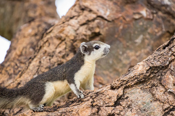 Brown squirrel on the tree inside the park