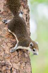 Brown squirrel on the tree inside the park