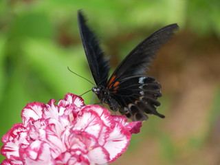 Schmetterling auf Blume