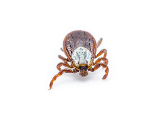 Lyme Virus Infected Tick Isolated on White