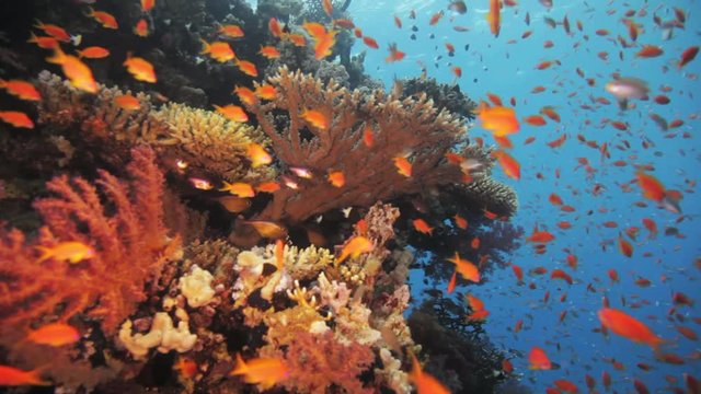 growth of anthias on the reef