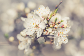 Fototapeta premium Flowers of the cherry blossoms on a spring day