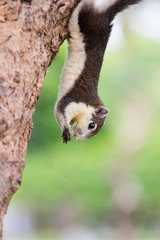 Brown squirrel on the tree inside the park