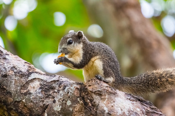 Brown squirrel on the tree inside the park