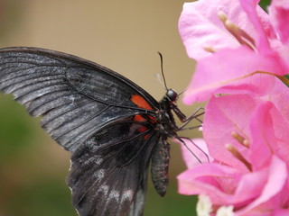 Obraz premium Schmetterling Rot Schwarz auf Blüten