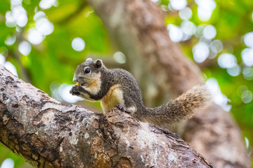 Brown squirrel on the tree inside the park