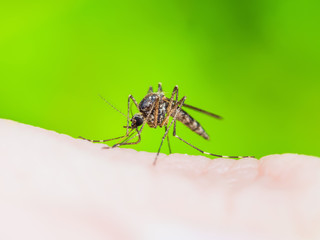 Malaria Virus Infection Mosquito Bite on Green Background