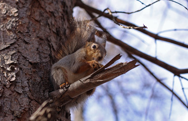 The squirrel gnaws nut on a tree