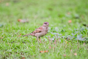 brown warbler bird on the grass finding food