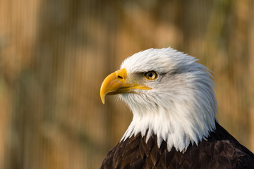 Weißkopfseeadler