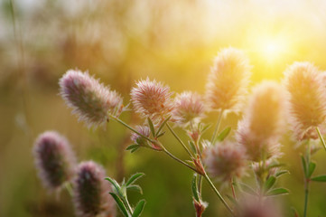 Summer flowering grass