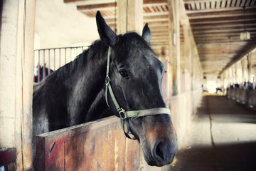 horses in their stalls, high noise, vintage effect