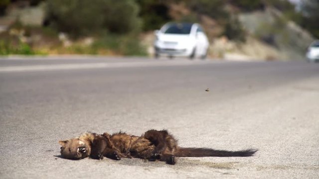 Death animal on a street. Roadkill by traffic. 4K Video footage