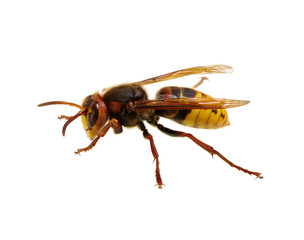 hornet isolated on white