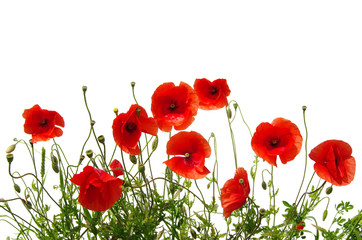 Obraz premium czerwone maki na białym tle