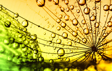  dandelion flower background