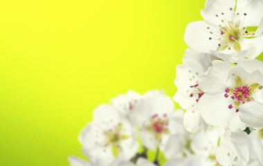Fototapeta na wymiar Spring blossom with soft blur background