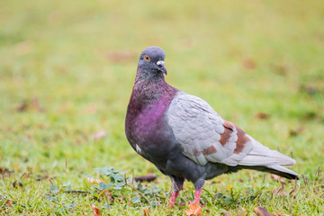 Pigeon on the grass field