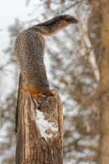 Grey Fox (Urocyon cinereoargenteus) Preps to Jump Down