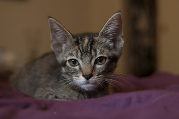 Serious looking kitten with big ears
