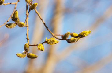 Flowering willow branch