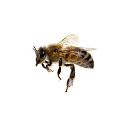 Bee on the white