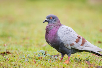 Pigeon on the grass field