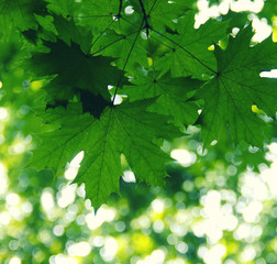 Fototapeta na wymiar Green leaves on the green