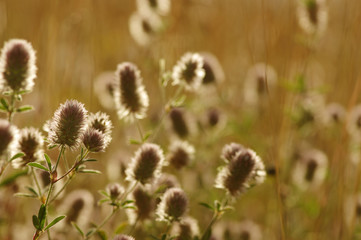 Summer flowering grass