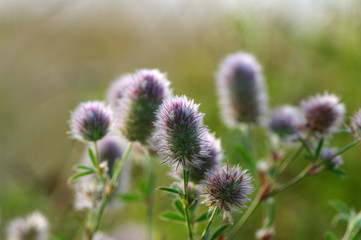 Summer flowering grass
