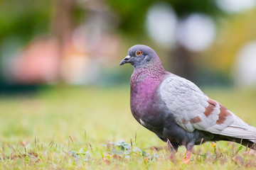 Pigeon on the grass field