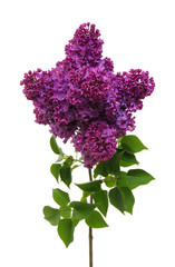 Obraz premium Lilac flower isolated on white
