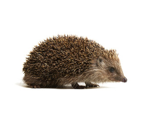 Hedgehog  isolated on white