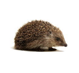 Hedgehog  isolated on white
